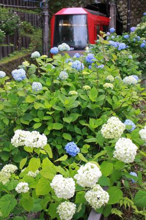 　線路脇に咲き誇るアジサイの脇を進む箱根登山電車＝１０日、神奈川県箱根町