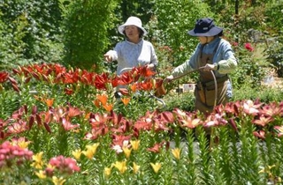 　フラワーパーク「とっとり花回廊」で始まった「ゆり＆アジサイまつり」＝１３日午前、鳥取県南部町