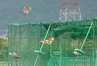 　石川県羽咋市で新たに放鳥されたトキ＝１４日（ユーチューブの石川県公式チャンネルから）