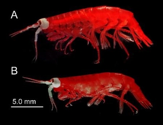 　鹿児島大などが発見したと発表した新種のヨコエビ（鹿児島大提供資料より）
