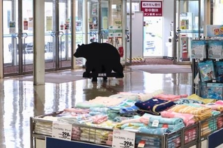 　クマの作り物を用いて行われたイオン能代店の訓練＝２２日午前、秋田県能代市