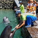 　和歌山県太地町の町立くじらの博物館で披露されたクジラの歯磨き＝１日午前