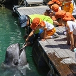 　和歌山県太地町の町立くじらの博物館で披露されたクジラの歯磨き＝１日午前