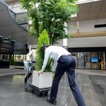 　台風６号接近に備え、植木を移動させるホテルの従業員＝２日午前、鹿児島市