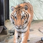 　国内最高齢だったアムールトラの「カイ」＝２０２５年６月、福岡市動物園（同園提供）