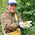 　南高梅の収穫に励む石橋拓実さん＝５日午前、和歌山県みなべ町