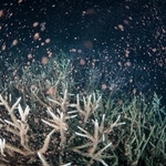 　鹿児島県・奄美大島沖で確認されたサンゴの産卵。「バンドル」と呼ばれる卵と精子が詰まった桃色のカプセルが放出された＝４日夜（興克樹さん提供）