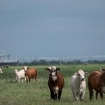 　家畜に寄生する害虫ラセンウジバエが確認された米南部テキサス州で、牧草地を歩く牛＝６日（ゲッティ＝共同）