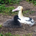 　アホウドリの成鳥（右）とひな＝２０１４年３月、伊豆諸島・鳥島（山階鳥類研究所提供）