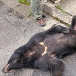 　宇都宮市の市街地で捕獲されたクマ＝９日午後（同市提供）