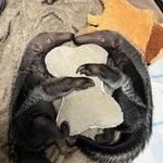 　寄り添って休むオオアリクイの双子＝３日（よこはま動物園ズーラシア提供）