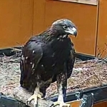 　宮城県南三陸町周辺で放鳥されるニホンイヌワシ＝５日（南三陸地域イヌワシ生息環境再生プロジェクト協議会提供）