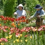 　フラワーパーク「とっとり花回廊」で始まった「ゆり＆アジサイまつり」＝１３日午前、鳥取県南部町