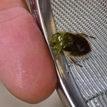 　福岡県などが保護に取り組んでいる水生昆虫「コバンムシ」