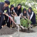 　被爆クスノキの苗木を植樹する人たち＝１３日午前、名古屋市