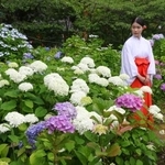 　一般公開された熊野那智大社の「紫陽花園」＝１４日午前、和歌山県那智勝浦町