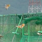 　石川県羽咋市で新たに放鳥されたトキ＝１４日（ユーチューブの石川県公式チャンネルから）