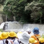 　香川県まんのう町の満濃池で行われた「ゆる抜き」＝１５日午前