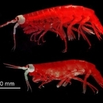 　鹿児島大などが発見したと発表した新種のヨコエビ（鹿児島大提供資料より）