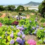 　愛知県田原市の渥美運動公園内に整備された「渥美あじさいの森」＝６日