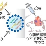 　ｍＲＮＡ薬による心不全の治療（イメージ）