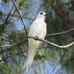 　繁殖が確認されたシロアジサシの成鳥＝２０２２年５月、東京都小笠原村・南鳥島（森林総合研究所北海道支所の川上和人さん提供）