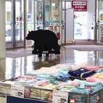 　クマの作り物を用いて行われたイオン能代店の訓練＝２２日午前、秋田県能代市