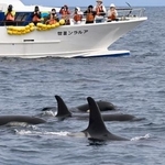 　北海道・知床の沖合で、観光船の前に現れたシャチの群れ＝２２日午後