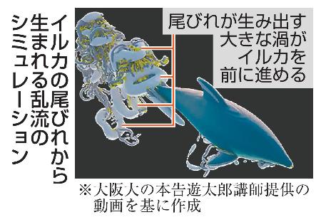 イルカ、大きな渦の力で前に進め|全国海外|神戸新聞NEXT