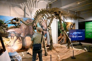 　北海道大総合博物館で常設展示されているカムイサウルスの全身骨格＝３日午前、札幌市