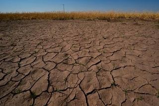 　米カンザス州の畑で、干ばつの影響を受けた小麦と干上がった地面＝５月１６日（ＡＰ＝共同）
