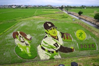 　米大リーグ、ドジャースの大谷翔平選手と愛犬デコピンを描いた「田んぼアート」＝４日午前、岩手県奥州市