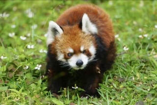 　レッサーパンダの風太＝６月、千葉市動物公園（同園提供）