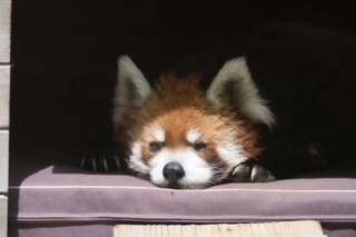 　レッサーパンダの風太＝６月、千葉市動物公園（同園提供）
