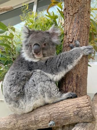　死んだ国内最高齢の雌のコアラ「のぞみ」（淡路ファームパーク　イングランドの丘提供）