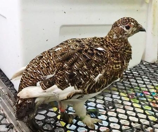 　死んだ雌のニホンライチョウ（富山市ファミリーパーク提供）