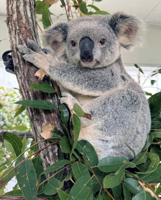 　埼玉県こども動物自然公園が新たに飼育する雌のコアラ「バブルス」