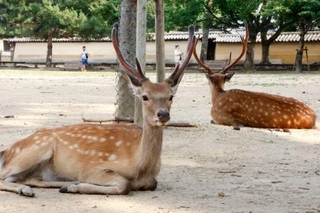 　奈良公園のシカ＝１６日午後、奈良市