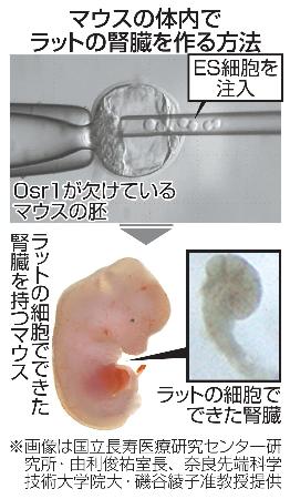 　マウスの体内でラットの腎臓を作る方法
