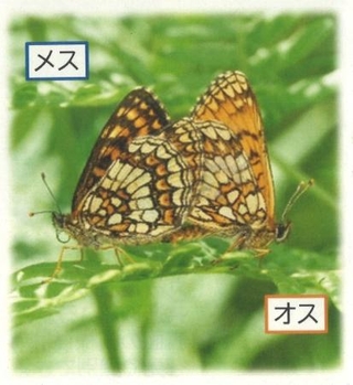 　コヒョウモンモドキ（環境省・長野県警提供）