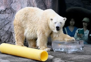 　プレゼントされた氷に触れるホッキョクグマ＝２５日午前、北海道旭川市の旭山動物園