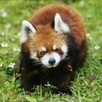 　レッサーパンダの風太＝６月、千葉市動物公園（同園提供）