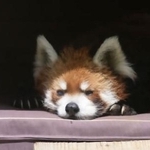 　レッサーパンダの風太＝６月、千葉市動物公園（同園提供）