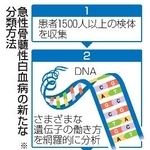 　急性骨髄性白血病の新たな分類方法