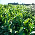 　静岡県内の茶畑＝２０２５年１０月