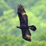 　絶滅危惧種のイヌワシ（環境省提供）