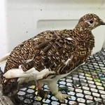 　死んだ雌のニホンライチョウ（富山市ファミリーパーク提供）