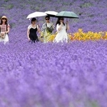 　見頃を迎え、丘一面が鮮やかな紫色に染まったラベンダー畑を歩く人たち＝１３日、北海道中富良野町