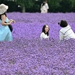 　見頃を迎え、丘一面が鮮やかな紫色に染まったラベンダー畑で写真撮影を楽しむ人たち＝１３日、北海道中富良野町