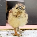 　死んだニホンライチョウのひな（富山市ファミリーパーク提供）